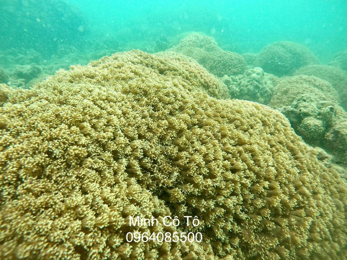 Coto Island Beach Village Homestay Dao Co To Exterior foto